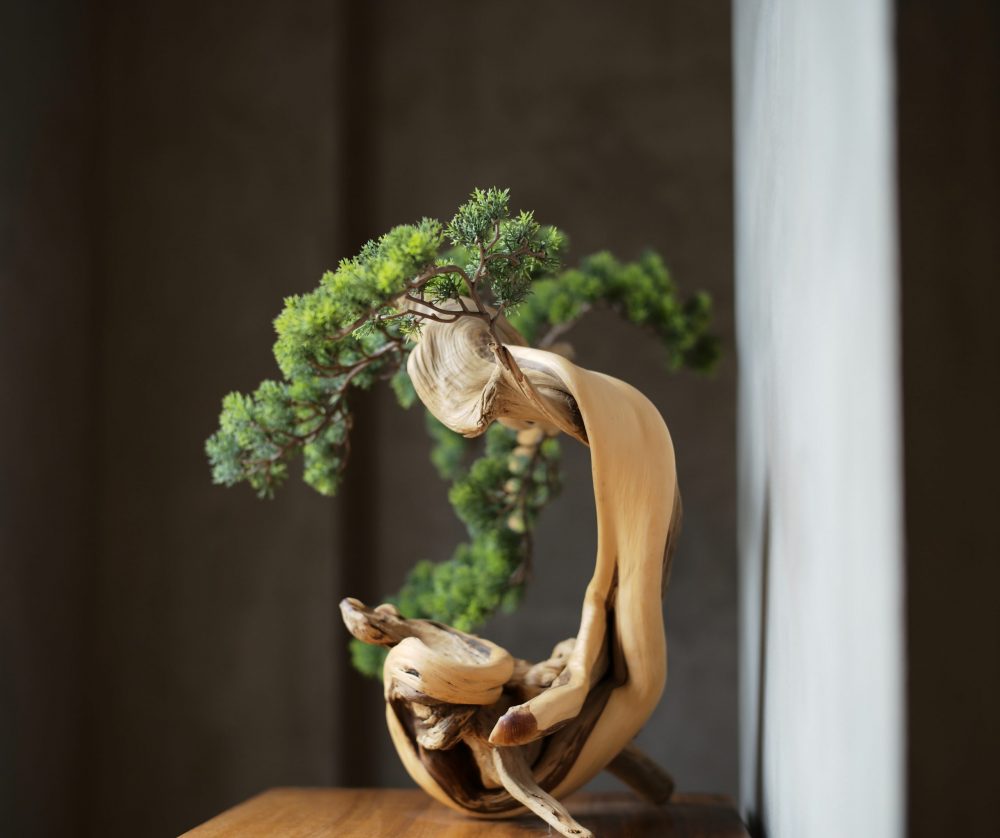 Bonsai iz kolekcije članova udruge